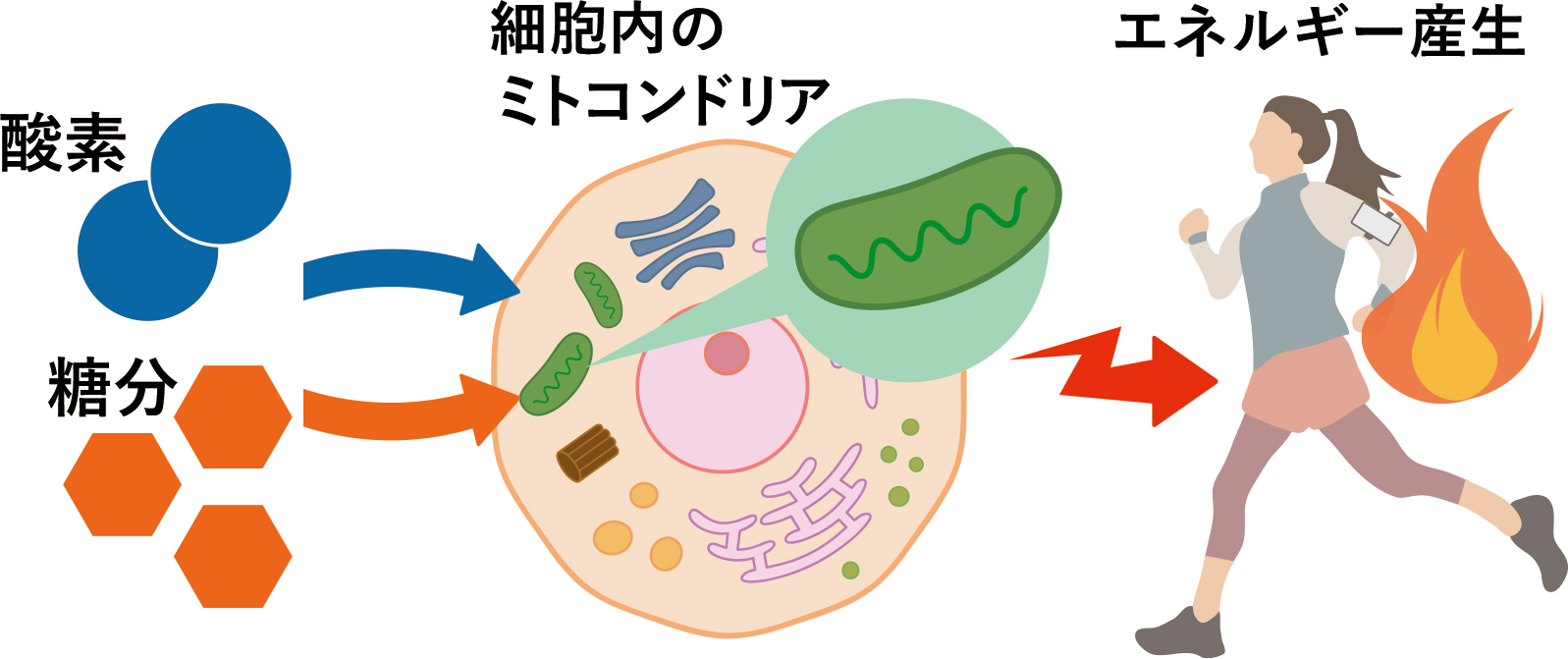 酸素を取り込む重要性